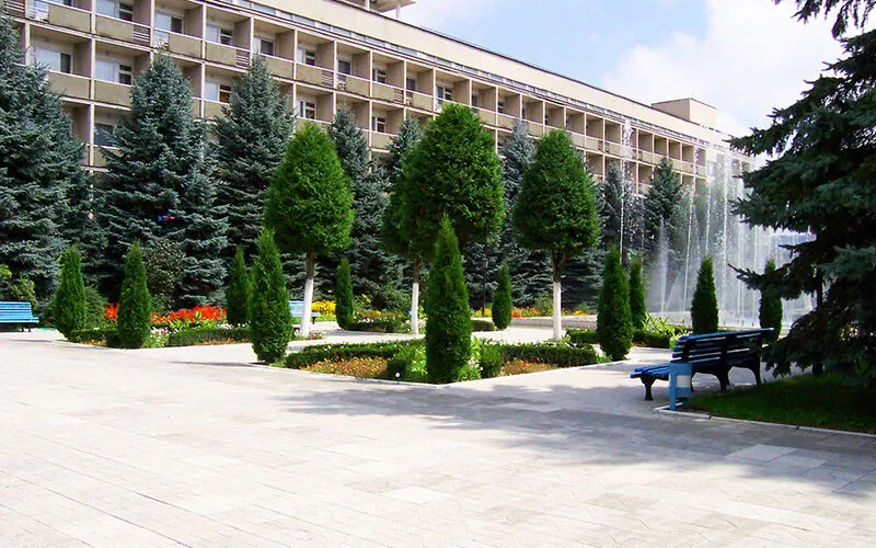 Голубые ели