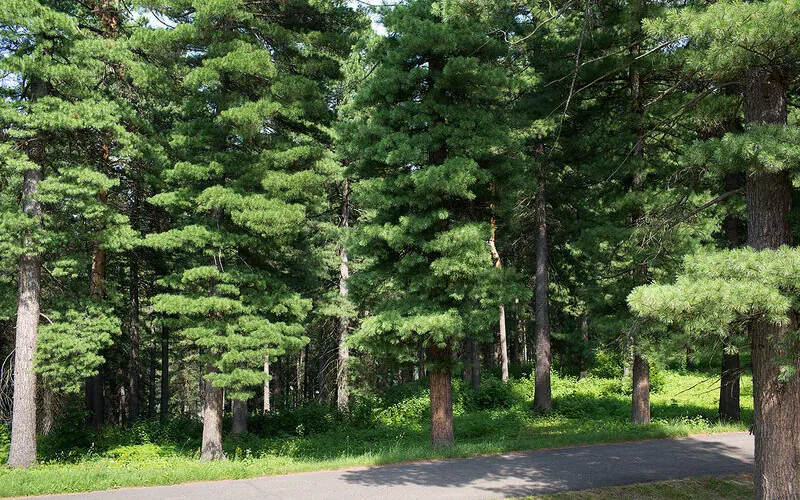 Кедровый бор